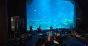 Magiczna noc w Orientarium. Spałam w tunelu oceanicznym