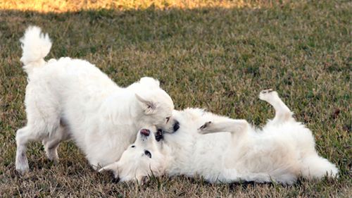 Antykoncepcja pod psem 1