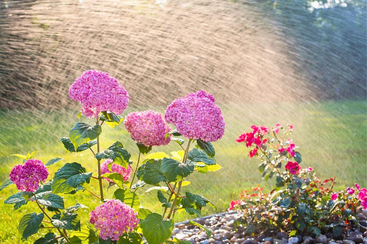 This yeast fertilizer will make the plants grow healthy and lush.