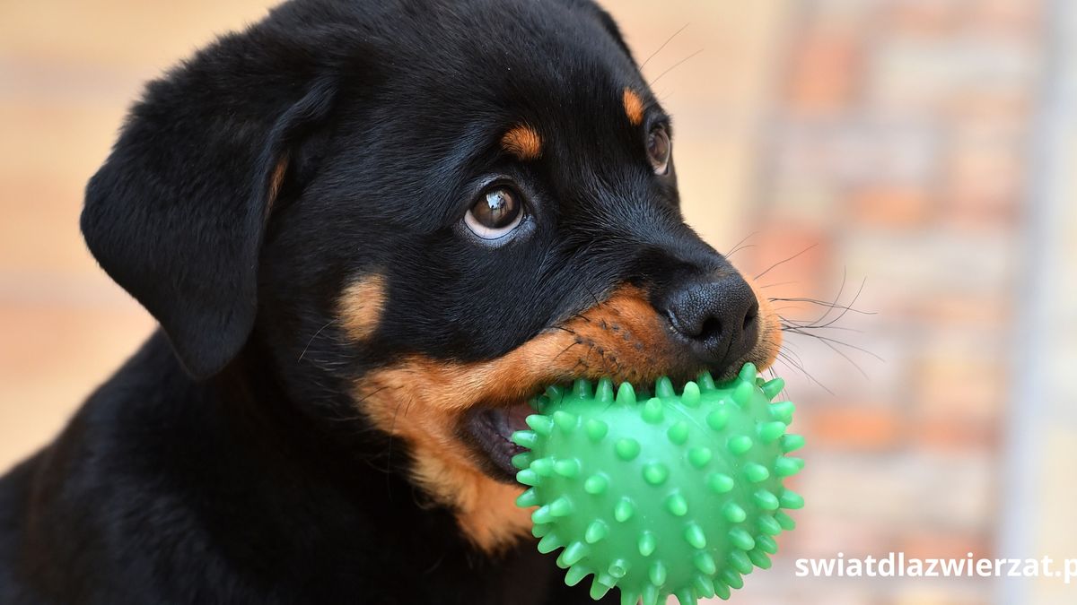 Jak wychować rottweilera, żeby nie był agresywny?