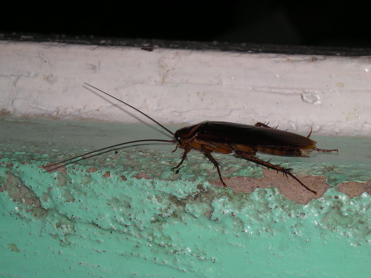 Catalonia battles droughts and insect infestations in rising heat