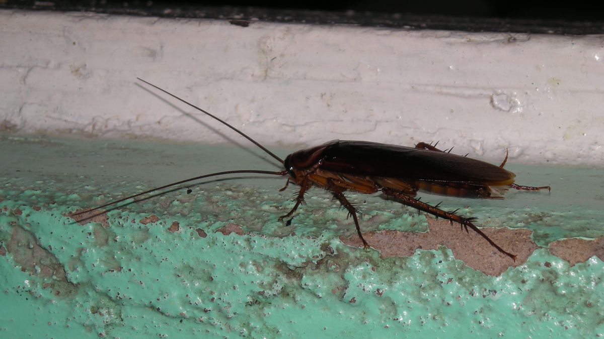 Karaluchy nie są jedynym problemem turystów w Katalonii