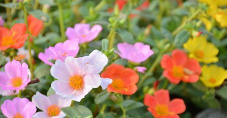 Portulaka pospolita - pielęgnacja, wymagania, uprawa i odmiany