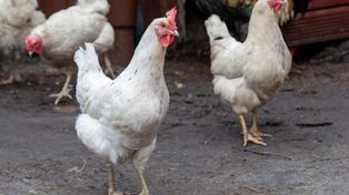 Wielkopolska: Obowiązkowe szczepienia drobiu