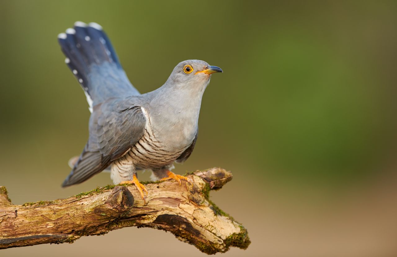 Ornitologiczna sensacja. Wypatrzył ptaka, który w tym rejonie się nie zdarza