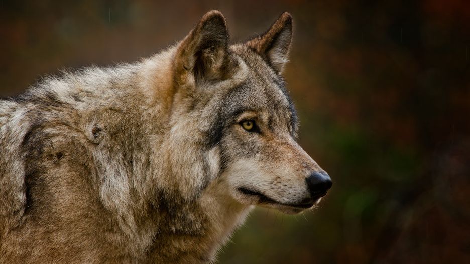 Wilki to dzikie zwierzęta, które budzą fascynację i niepokój zarazem. Spotkanie takiego drapieżnika na swojej drodze wymaga szczególnej ostrożności. 