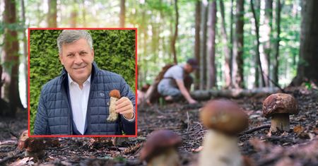 Złe wieści dla grzybiarzy. Rozczarowanie w lasach. "To powoli koniec"