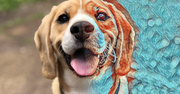 Google powie ci, czy twojego zwierzaka namalował van Gogh