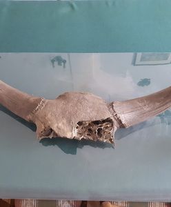 Warszawa. Szczątki prehistorycznych zwierząt na budowie metra