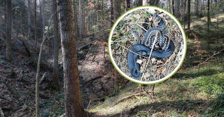 Leśniczy dostrzegł pod nogami. Już się wygrzewają