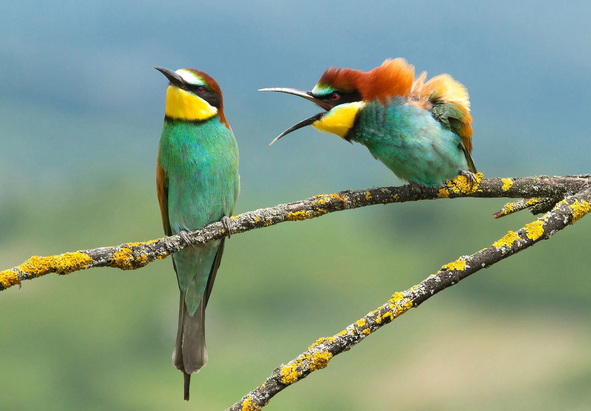 Comedy Wildlife Photography Awards 2019. Najśmieszniejsze zdjęcie roku wybrane! 8