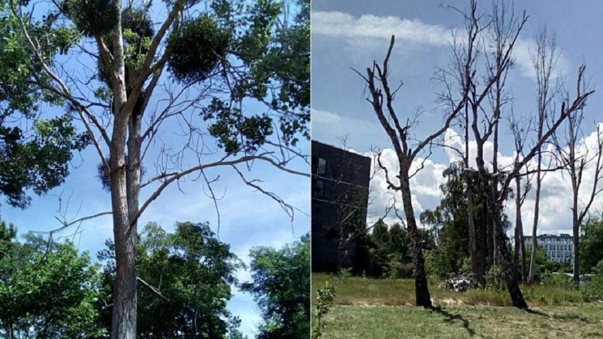 Otruł drzewa w Sopocie. Czeka go sroga kara. 
