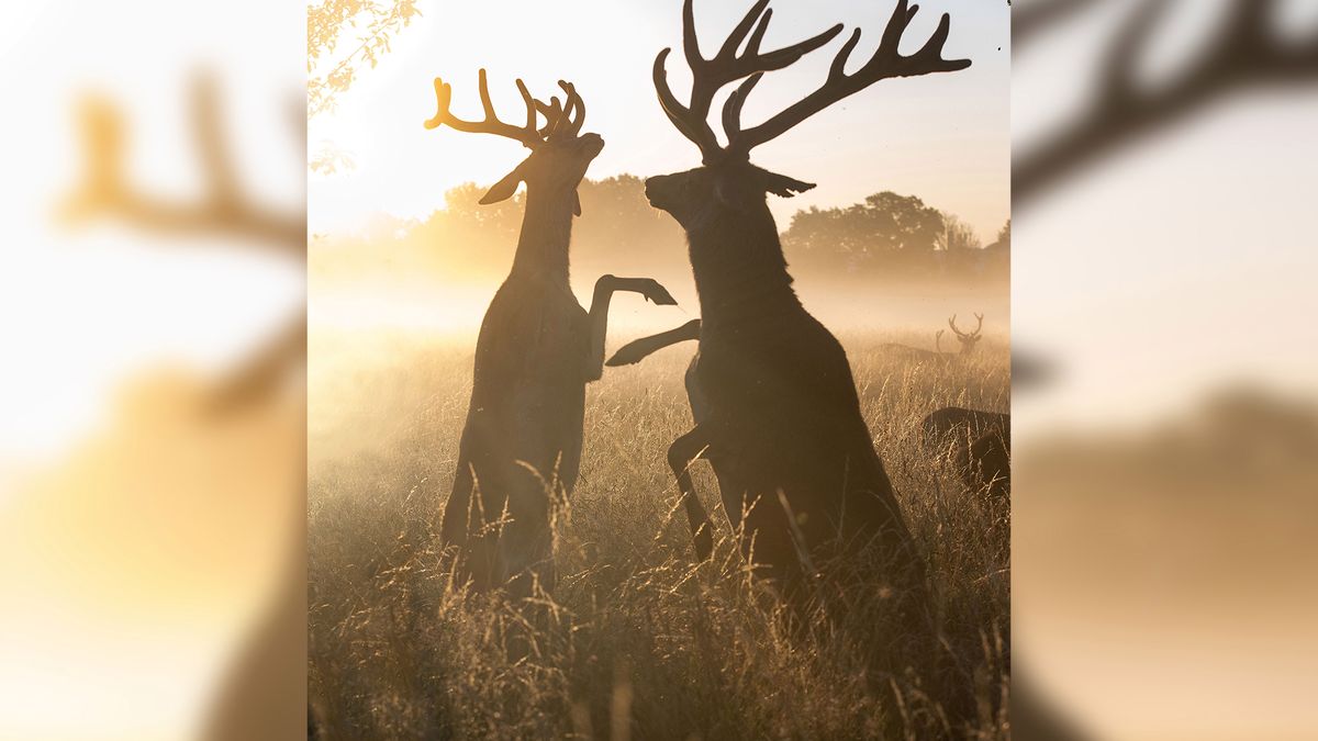 Widowiskowy taniec jeleni. W rzeczywistości była to zażarta walka 1