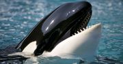 Orka, której historia poruszyła miliony ludzi. Naukowcy mają wspaniałą wiadomość