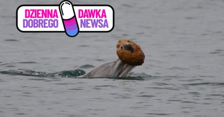 Delfin z muszlą w pysku wygląda zaskakująco. Wiadomo, co robił