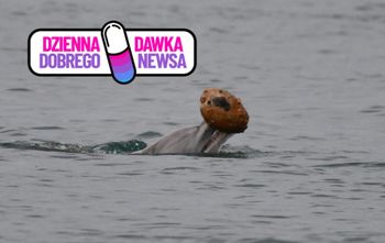 Delfin z muszlą w pysku wygląda zaskakująco. Wiadomo, co robił