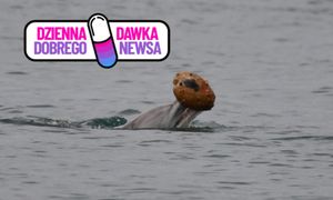 Delfin z muszlą w pysku wygląda zaskakująco. Wiadomo, co robił