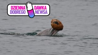Delfin z muszlą w pysku wygląda zaskakująco. Wiadomo, co robił