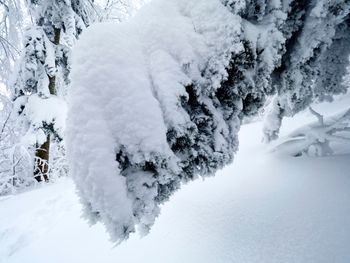 Nadleśnictwo ostrzega. "Oby nie powtórzyła się sytuacja z zeszłego roku"