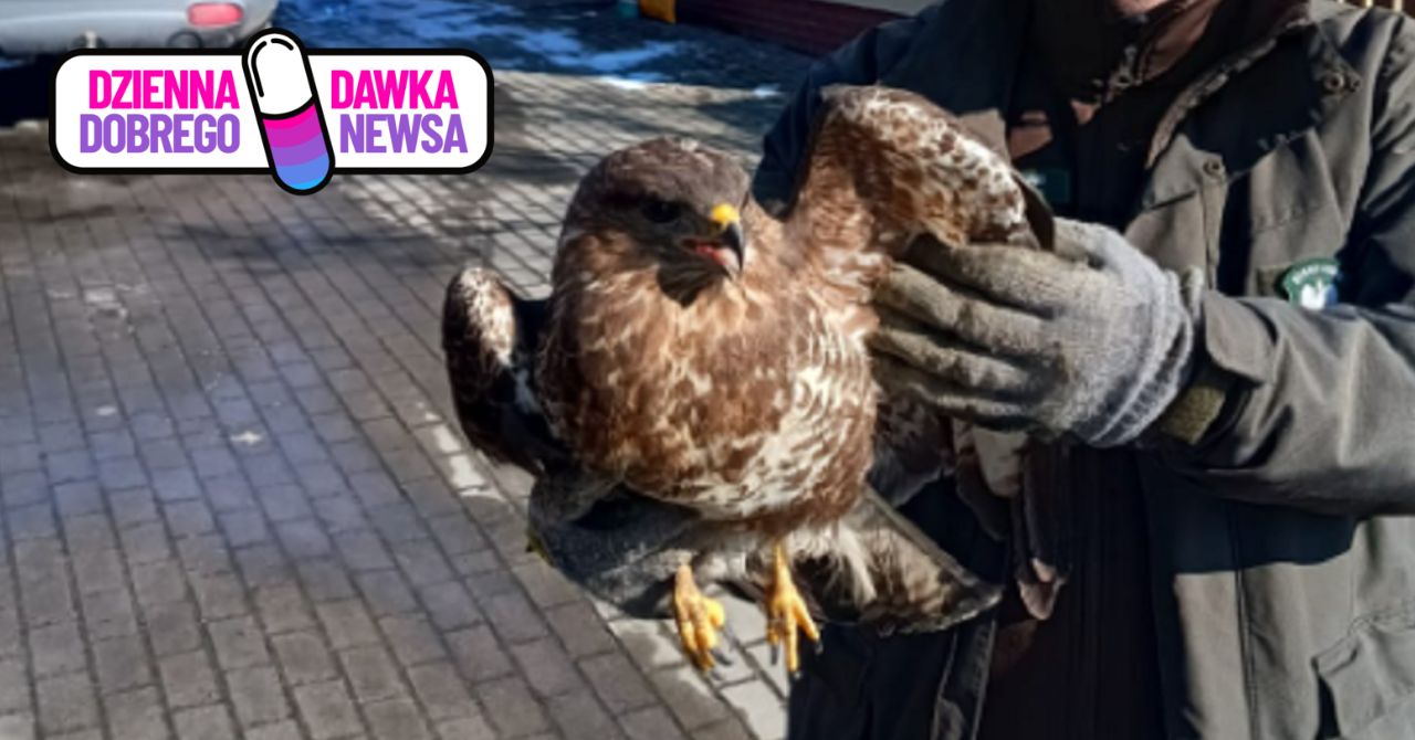 Leżał wyziębiony i bez sił. Żyje dzięki leśnikom