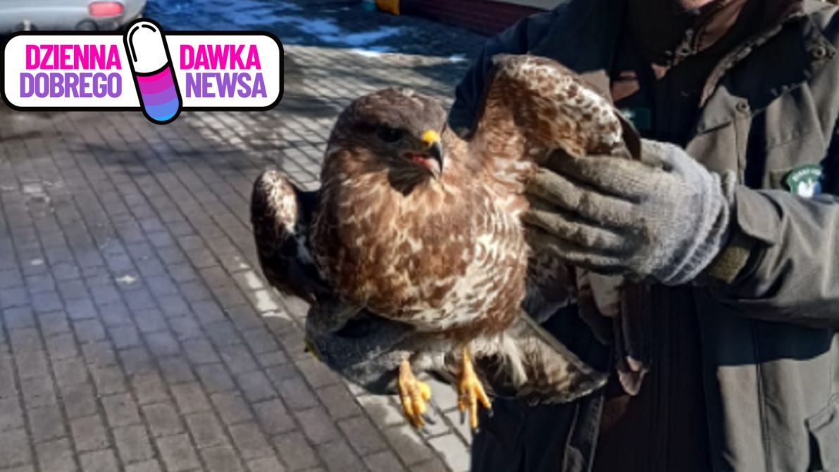 Leśnicy uratowali myszołowa. 