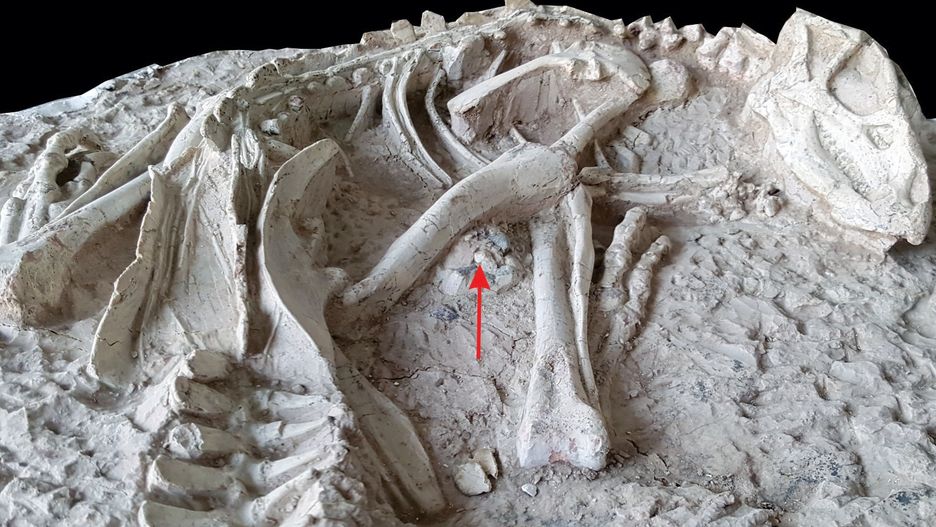 Skamieniałości Changmiania liaoningensis (CC BY 4.0)