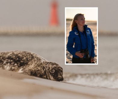 W Niemczech giną foki. Co z tymi z Polski?