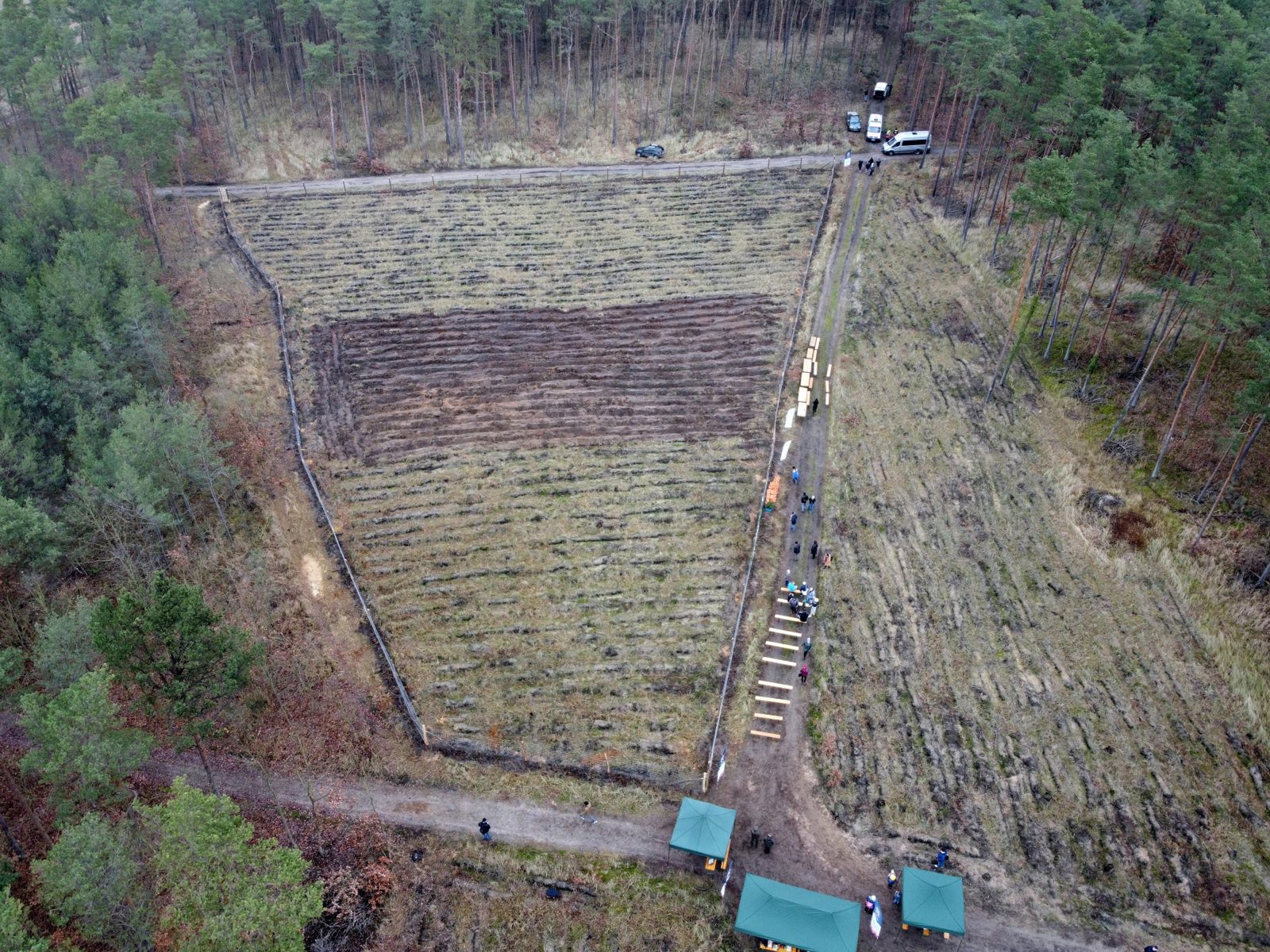 Prezentacja powierzchni zastępczej, przeznaczonej do założenia „nowego Krzywego Lasu” w miejscowości Nowe Czarnowo