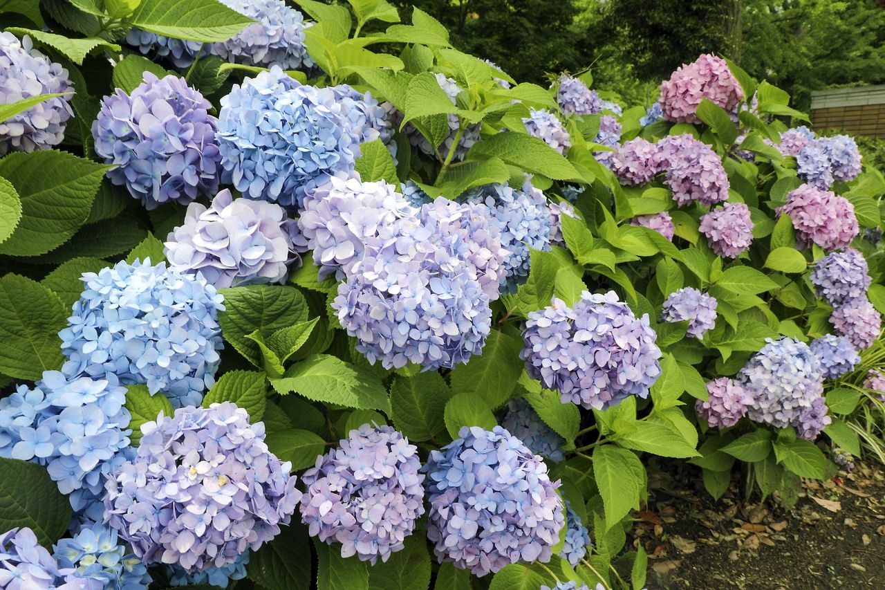 Are the hydrangea leaves drooping? Check two things