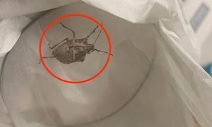 Uważaj, gdy zobaczysz w domu. Najgorsze, co możesz wtedy zrobić