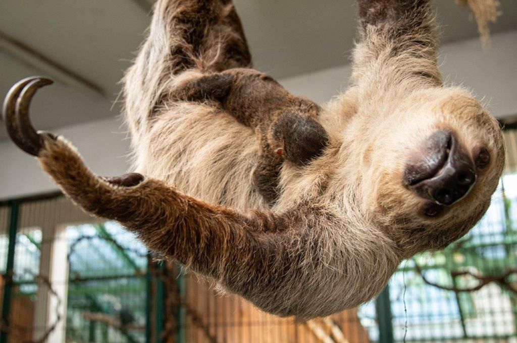 Wrocławskie zoo. Leniwiec, pierwszy wrocławianin. Chłopiec lub dziewczynka