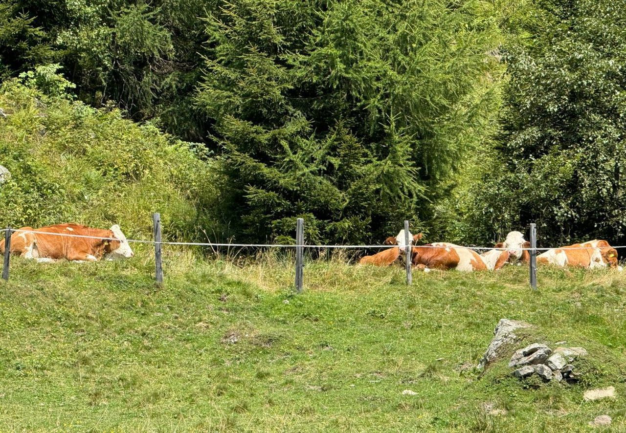 Niebezpieczne spotkanie w Alpach. Turyści zaatakowani