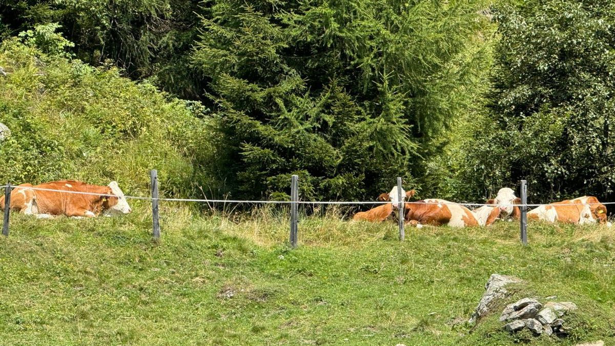 Krowy zaatakowały turystów