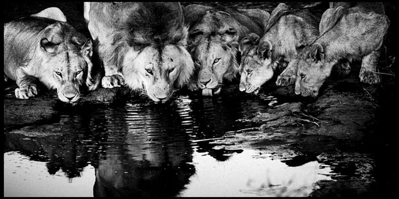 Laurent Baheux ujął charakter Afryki w czarno-białych portretach zwierząt 23