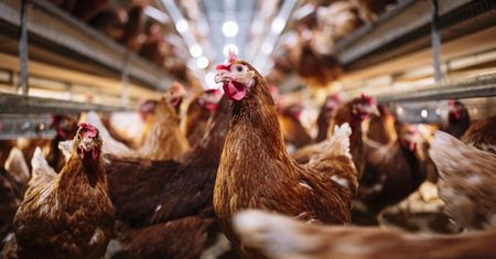 Bruksela może ograniczyć obrót mięsem drobiowym z Polski