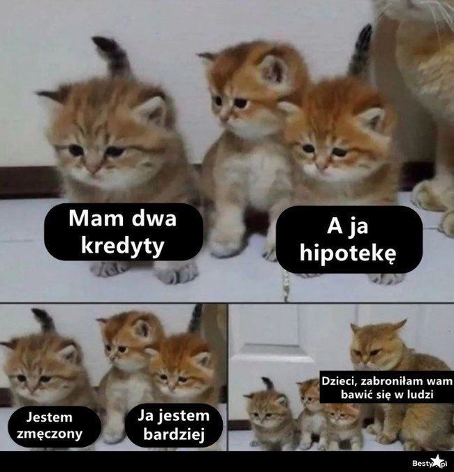 Memy na Dzień Kota