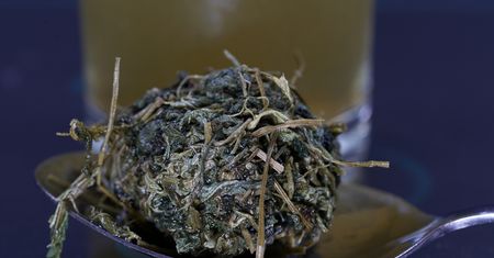 "Zioło długowieczności". Naukowcy zbadali jego działanie