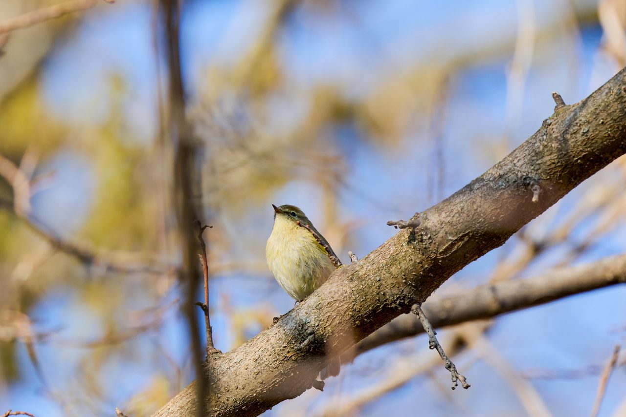 Sensacja w świecie naukowców. Spektakularne, wyjątkowo rzadkie widoki
