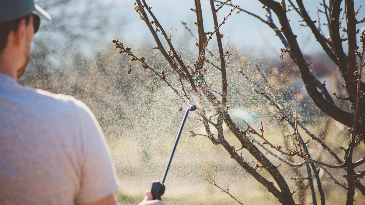 Stosuję miedzian i znam terminy oprysków drzew owocowych