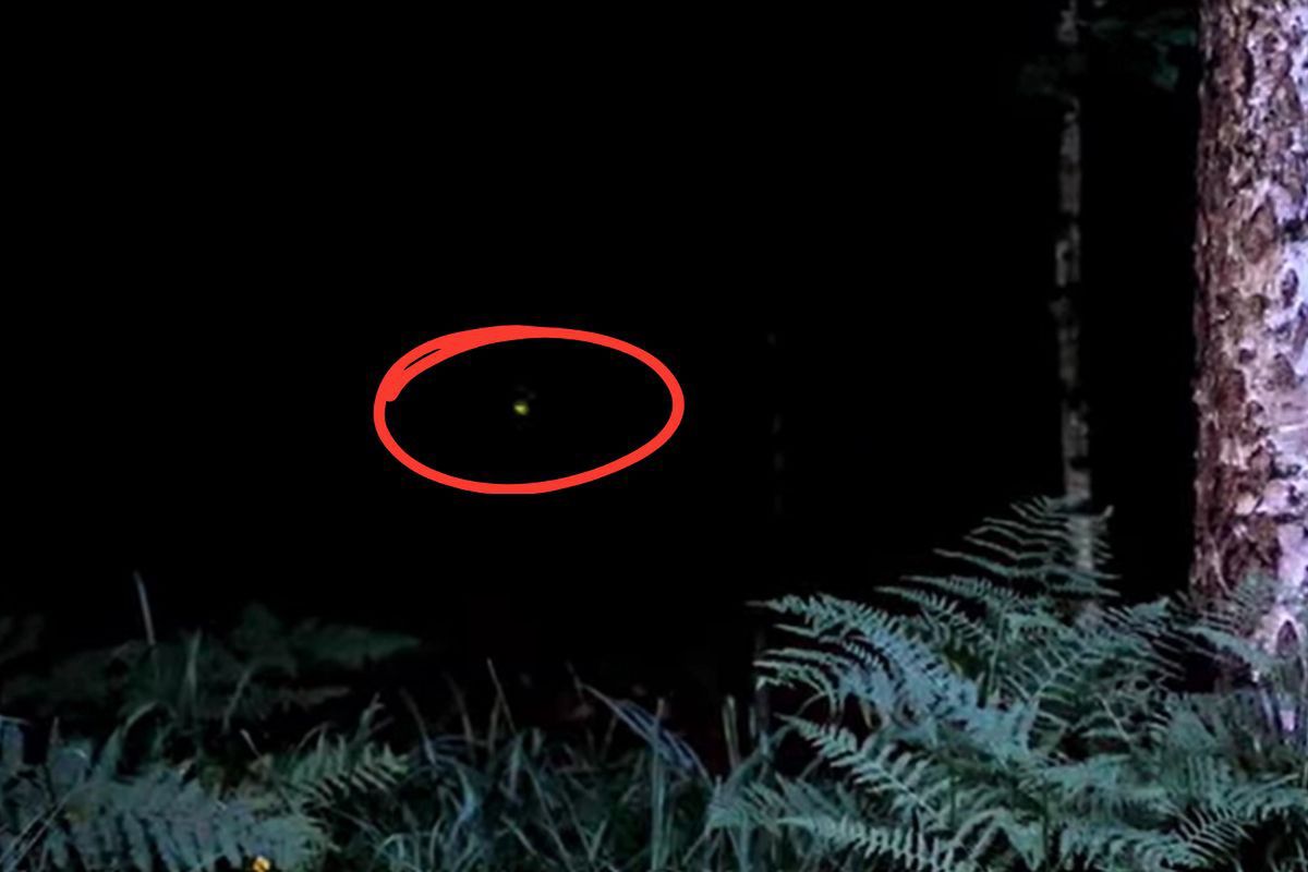 Magia nocnego lasu. Świetliki tańczą nad paprociami w Kluczborku
