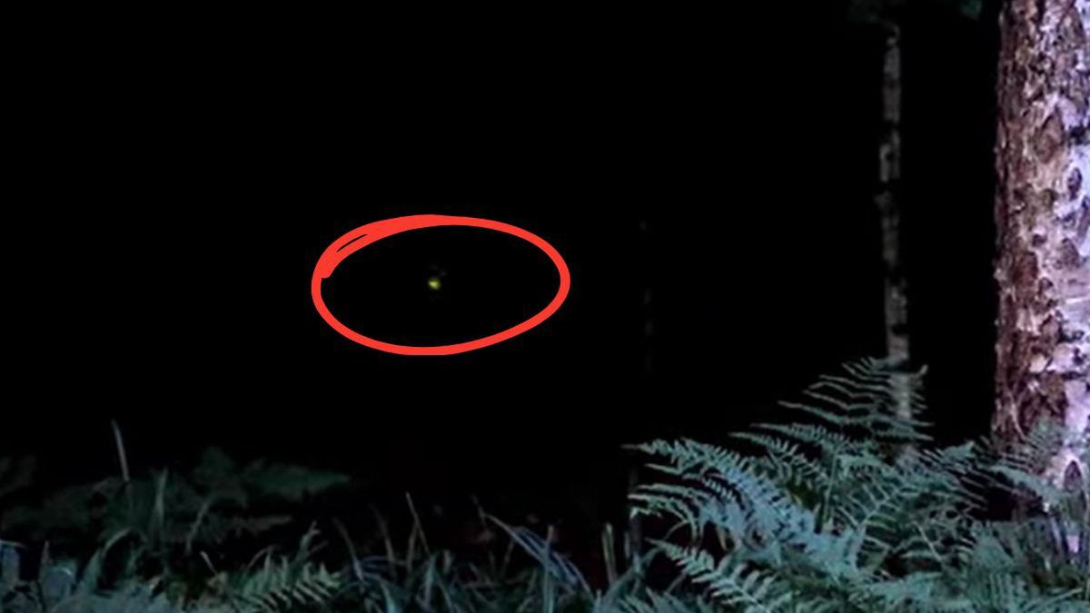 Magia nocnego lasu. Świetliki tańczą nad paprociami w Kluczborku