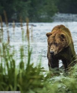 Niedźwiedź spadł na myśliwego i go zabił. Wypadek w USA