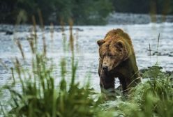 Niedźwiedź spadł na myśliwego i go zabił. Wypadek w USA