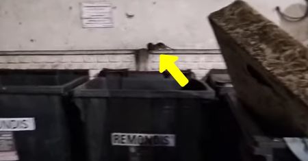 Grasują na osiedlu w Gliwicach. Pokazał dowód. "Poważne zagrożenie"