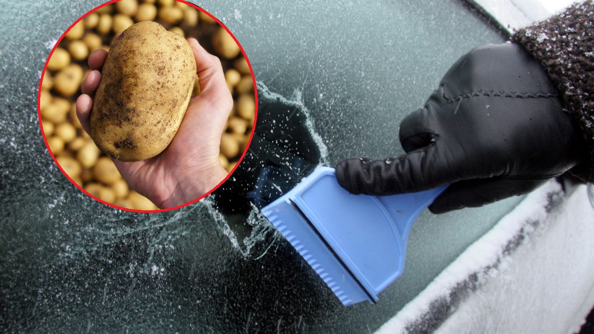 Niepozorny ziemniak może okazać się pomocny zimą