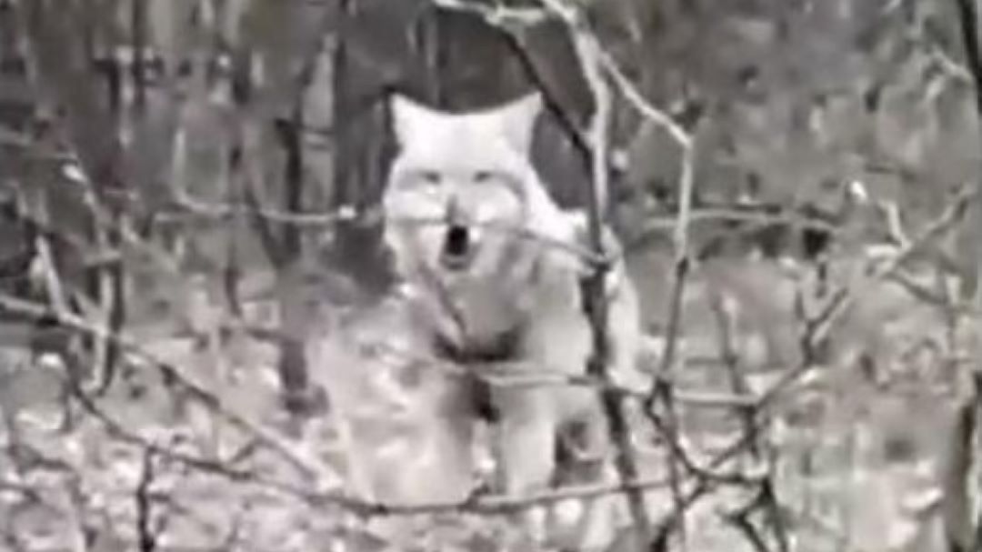 Wilk został zastrzelony przez kłusownika. Zdj. ilustracyjne 