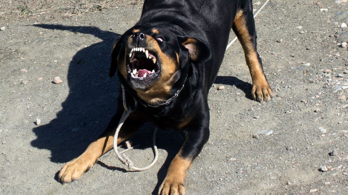 Pies rasy rottweiler