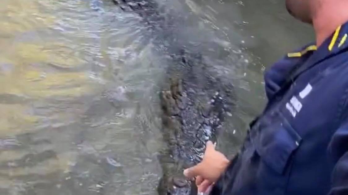 Matt Wright z krokodylem