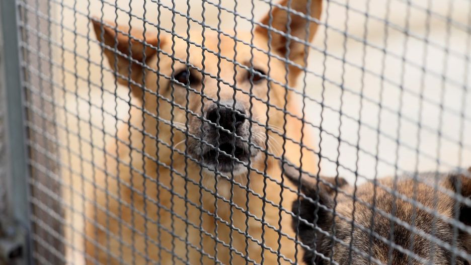 Jak wynika z raportu Głównego Lekarza Weterynarii, w ubiegłym roku, w polskich schroniskach przebywało ponad 76 tysięcy psów oraz ponad 35 tysięcy kotów.