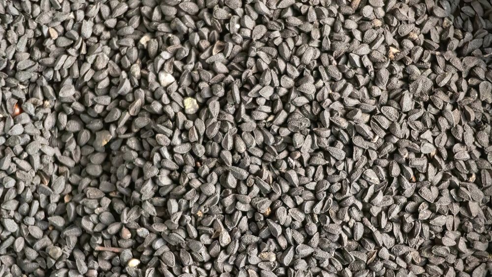 Nasiona czarnuszki siewnej (czarny kminek) od wieków są cenione na całym świecie